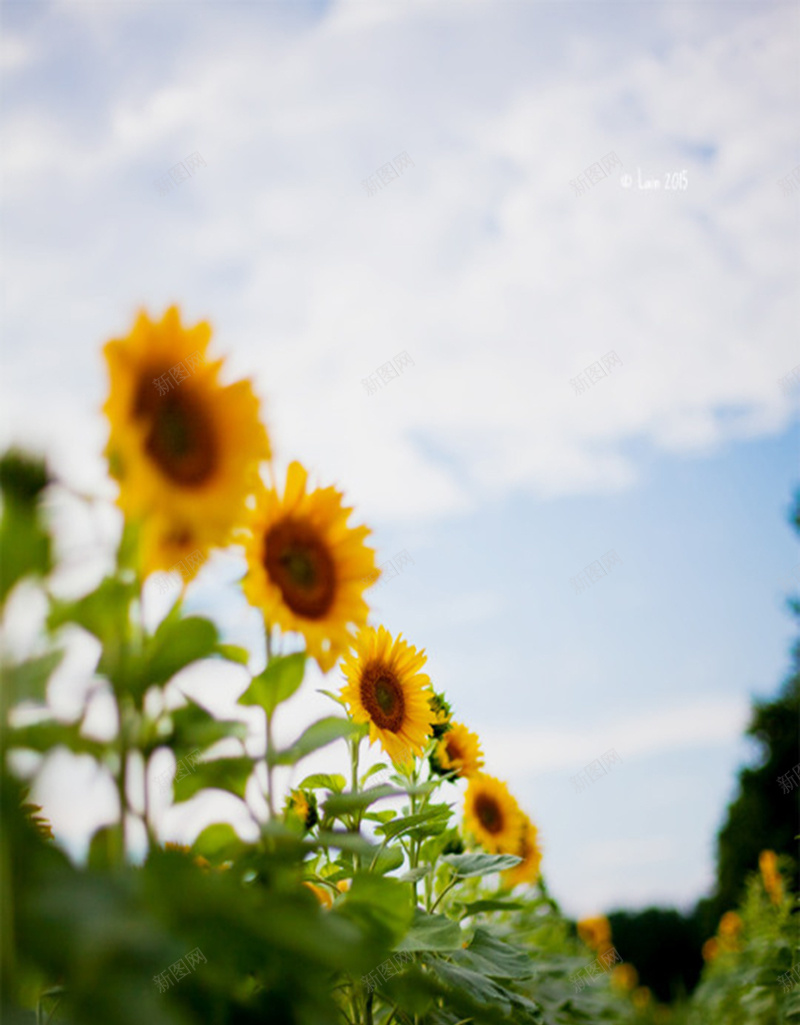 蓝天下的向日葵田野H5背景素材jpg设计背景_88icon https://88icon.com 蓝天 向日葵 田野 风景 摄影 H5背景素材