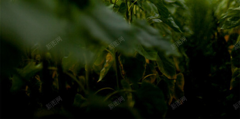 蓝天下的向日葵田野H5背景素材jpg设计背景_88icon https://88icon.com 蓝天 向日葵 田野 风景 摄影 H5背景素材