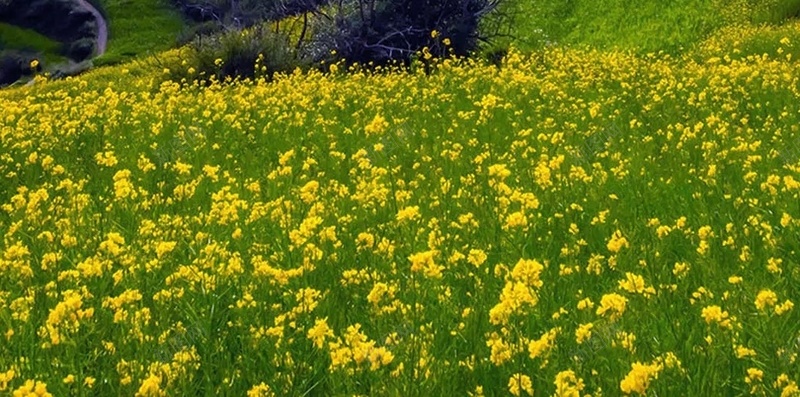 户外油菜花风景摄影H5背景jpg设计背景_88icon https://88icon.com 户外 油菜花 蓝色天空 山峰 村庄 风景 摄影 云彩