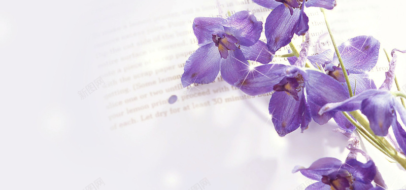 紫色花卉摄影背景背景