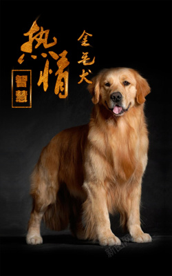 大型犬金毛现代金毛热情智慧公益背景素材高清图片