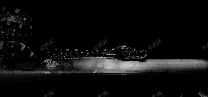 黑色科技展板图片jpg设计背景_88icon https://88icon.com 动物 展板 科技 黑色 蛇 素材 海报banner 科技感 科技风 高科技 科幻 商务