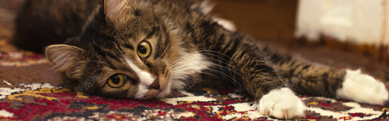 猫咪背景图jpg设计背景_88icon https://88icon.com 猫咪 海报banner 摄影 风景