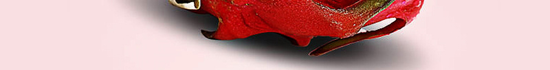 夏季火龙果食品海报背景jpg设计背景_88icon https://88icon.com 夏季 展板 椰树 水果 海鸥 火龙果 食品 海报 背景 白底 开心