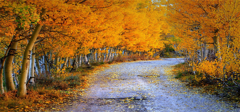 秋天的树背景图背景