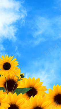 蓝天下的向日葵H5背景背景