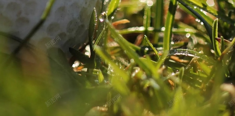 户外高尔夫运动摄影H5背景jpg设计背景_88icon https://88icon.com 户外 高尔夫 运动 摄影 草地 H5背景 高尔夫球 风景