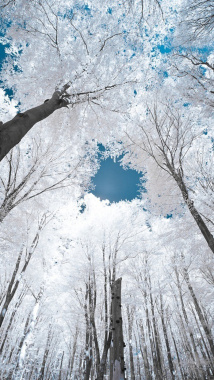 抬头看雪景背景