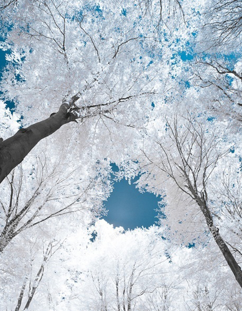 抬头看雪景jpg设计背景_88icon https://88icon.com 树 白色 摄影 风景 抬头看雪