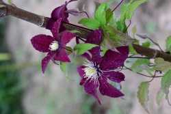 漂亮花花紫红色的花花高清图片