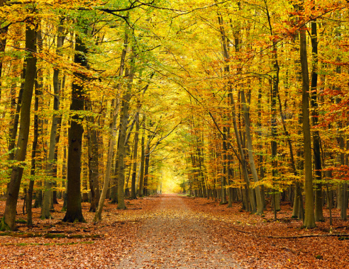 秋天的枫树林公路背景