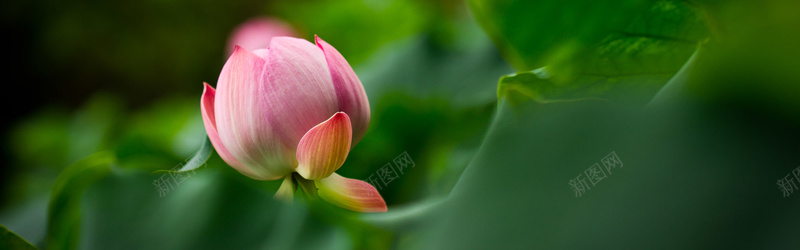 池塘中的荷花摄影jpg设计背景_88icon https://88icon.com 池塘 荷花 风景 荷叶 莲花 摄影 海报banner