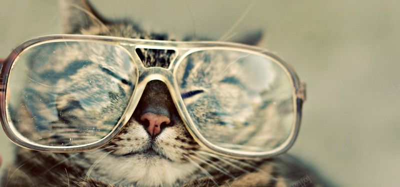 特写猫咪背景图背景