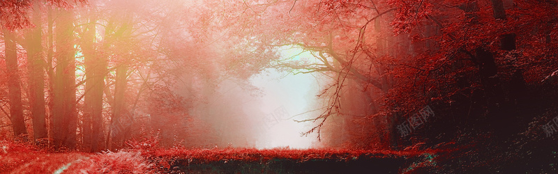 秋天的红叶林背景背景
