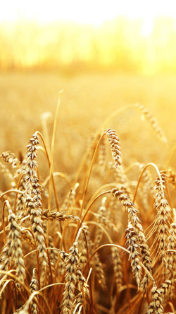 乡村风情麦穗背景高清图片