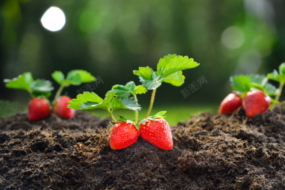 生长状态极好的大草莓背景