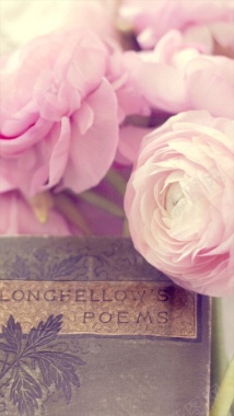 唯美浪漫粉色玫瑰H5背景背景
