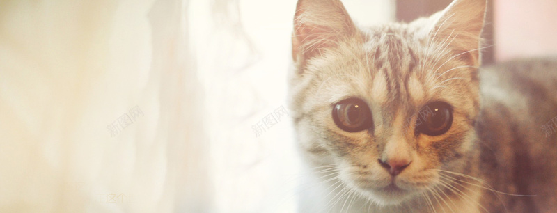 可爱猫咪背景jpg设计背景_88icon https://88icon.com 文艺范 可爱 家居 小猫 猫咪 海报banner 文艺 小清新 简约
