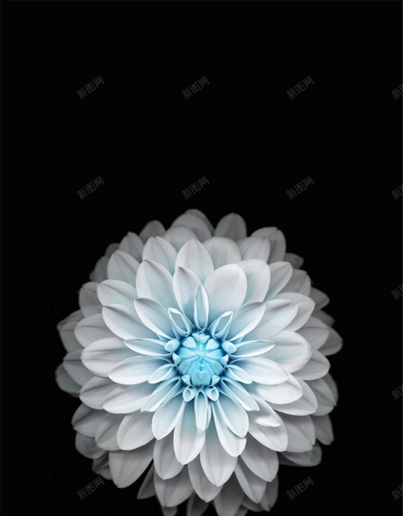 黑色简约花朵H5背景jpg设计背景_88icon https://88icon.com 科技 黑色 花朵 白色 蓝色 H5 h5 科技感 科技风 高科技 文艺 小清新 简约