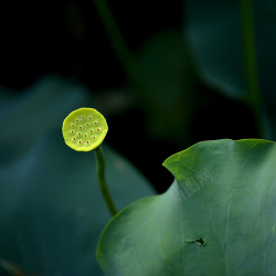 主图荷叶背景图荷叶莲花背景高清图片