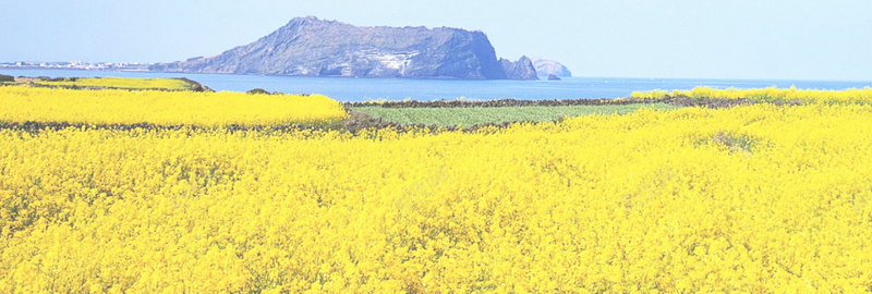 油菜花背景背景