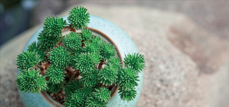 清新绿植背景