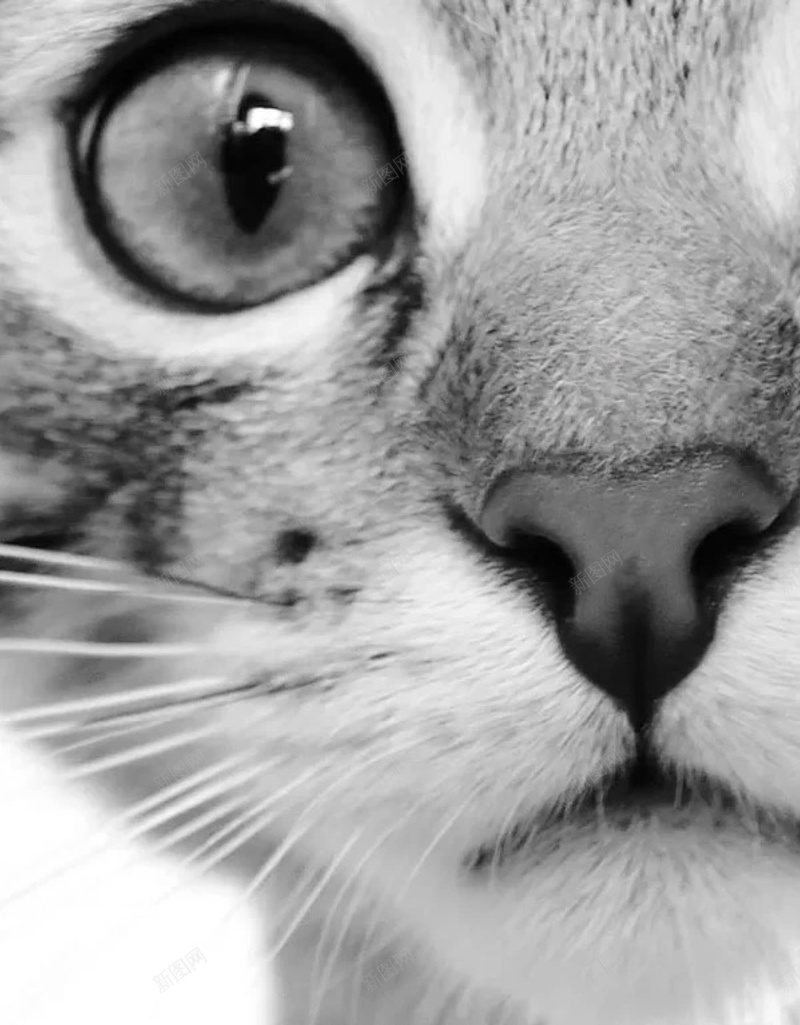 黑白猫咪H5背景jpg设计背景_88icon https://88icon.com 动物 黑白 猫咪 可爱 毛茸茸 H5 h5