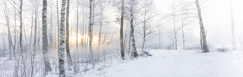 日出森林大雪背景