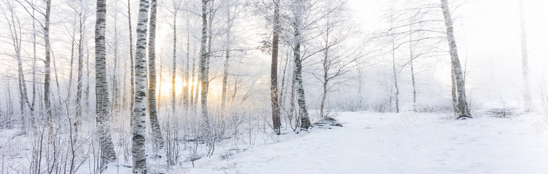 日出森林大雪jpg设计背景_88icon https://88icon.com 日出 森林 大雪 风景 海报banner 山道 摄影