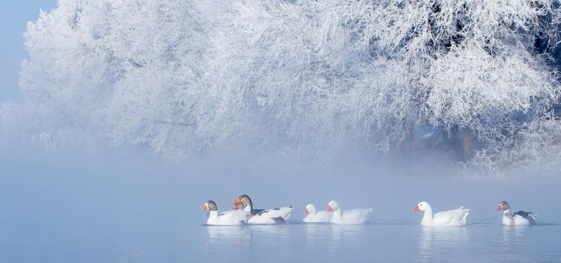 冬湖jpg设计背景_88icon https://88icon.com 天鹅湖 蓝色 雪 鸭子 海报banner 摄影 风景