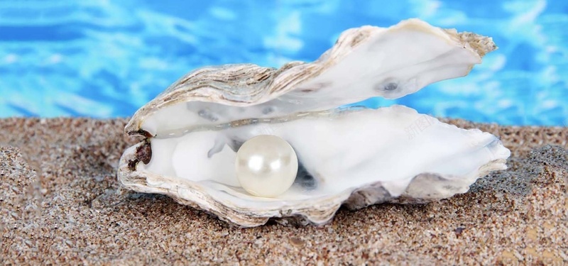 沙滩上的珍珠贝壳高清图片背景
