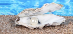 夜明珠沙滩上的珍珠贝壳高清图片高清图片