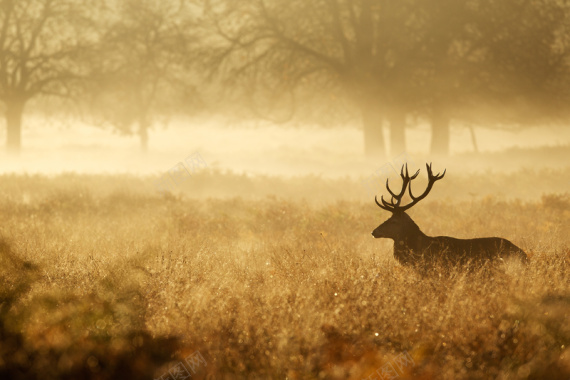 雾气缭绕草丛中的红鹿背景