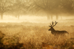 红鹿雾气缭绕草丛中的红鹿高清图片