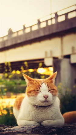 黄色桥午憩的小猫H5背景高清图片