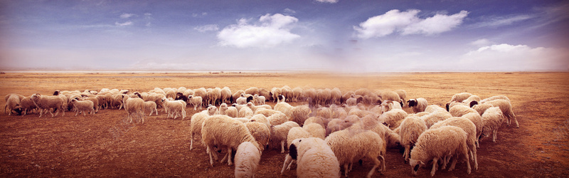 羊群天空草地背景背景