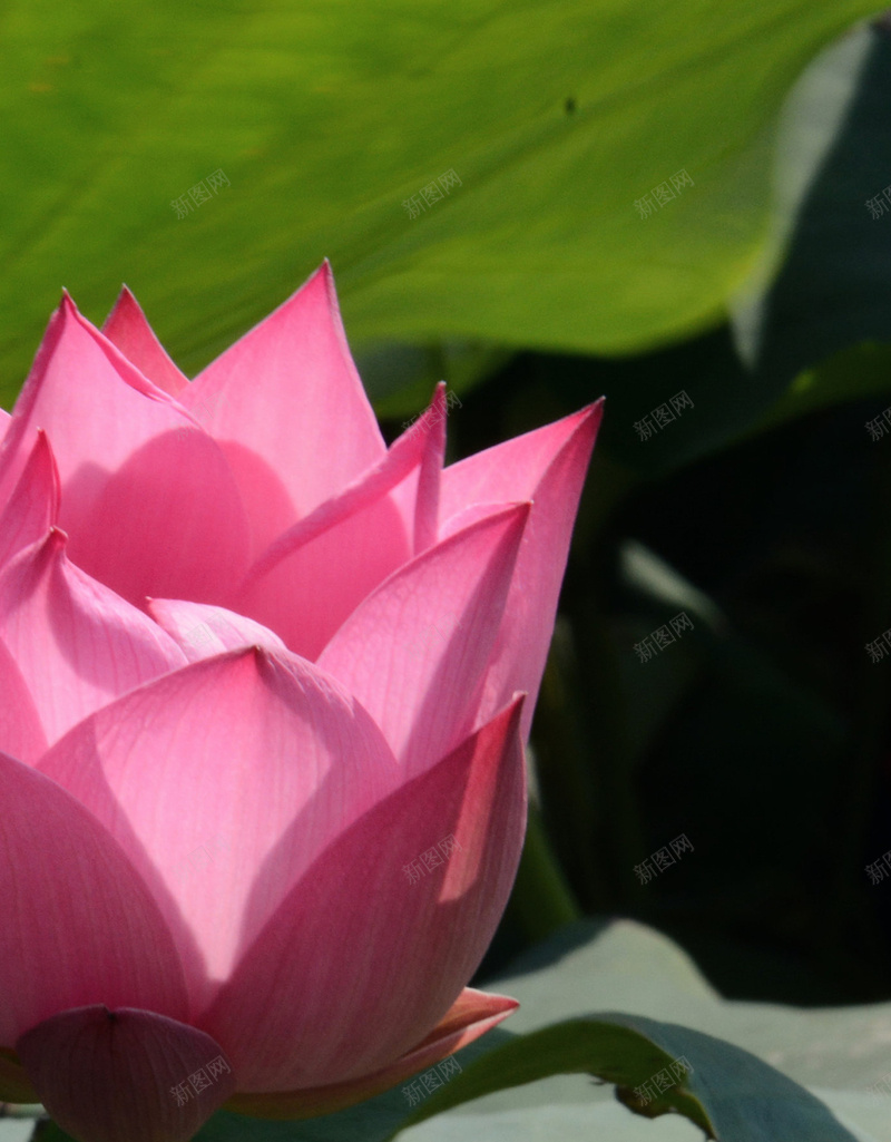 唯美摄影高清H5背景jpg_88icon https://88icon.com 荷花 粉色 荷叶 绿色 清新 H5 h5 摄影 风景