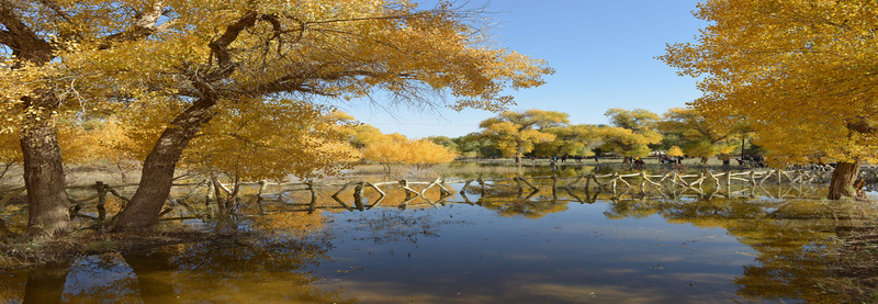 胡杨林桥树风景河流jpg设计背景_88icon https://88icon.com 胡杨林 桥 树 风景 河流