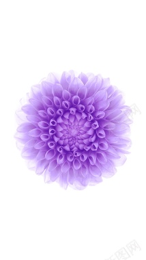 白色背景紫花H5背景背景