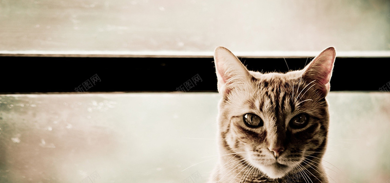 猫咪背景bannerjpg设计背景_88icon https://88icon.com 猫咪 萌宠 海报banner 摄影 风景