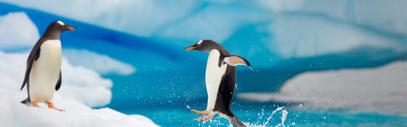 可爱企鹅玩水背景背景