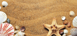 滨海滩海星高清图片