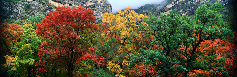 色彩森林海报素材背景
