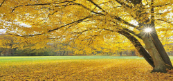 大树黄叶淘宝背景图高清图片