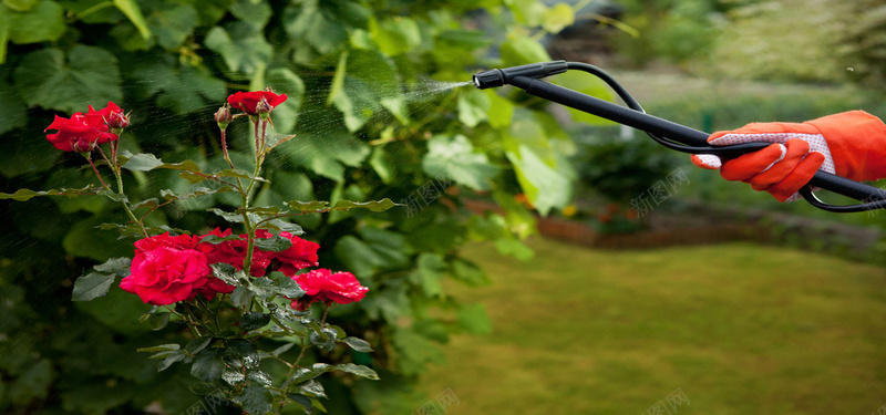 给花卉喷洒农药jpg设计背景_88icon https://88icon.com 海报banner 月季花 红色花 农药 花卉