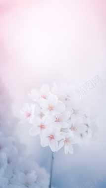 白色花卉H5背景背景