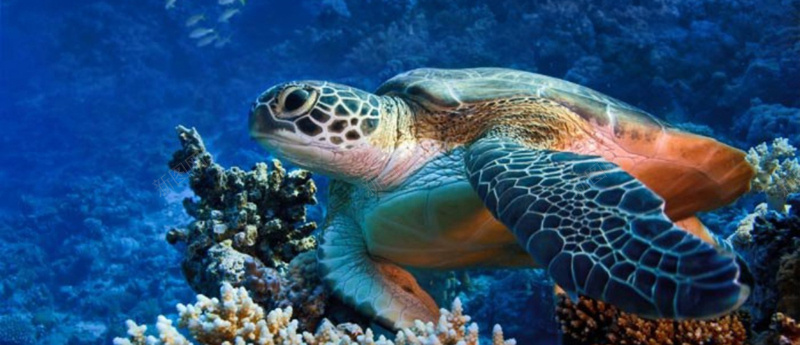 海龟水下背景图背景