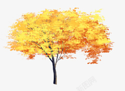 秋分一棵金黄的树秋天素材