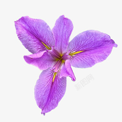 正面粉紫色花朵鸢尾花实拍图素材
