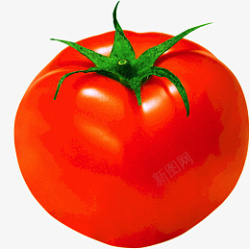 西红柿番茄洋柿子水果素材